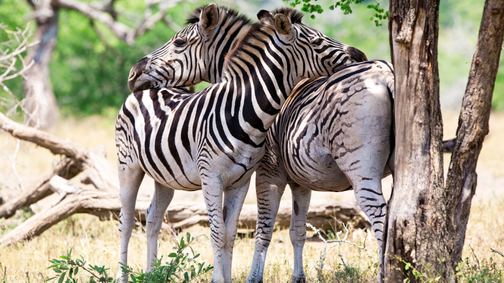 Two zebras stand closely together in a grassy area, surrounded by trees. The zebra on the left looks forward while the other faces backward, both with their stripes prominently visible against the greenery.