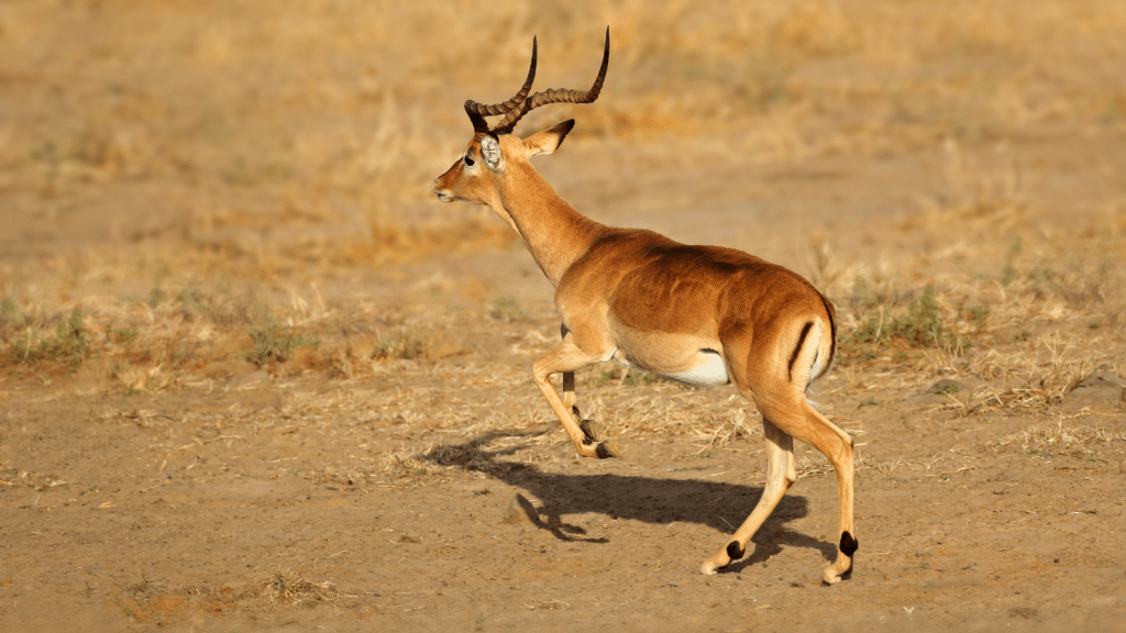 A single impala with curved horns runs across a dry, sandy landscape. Its reddish-brown coat and white underbelly are highlighted by the sunlight. Sparse patches of grass are visible in the background.