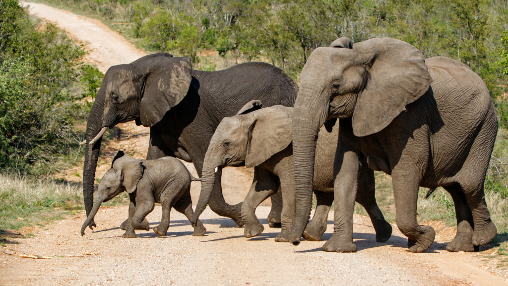 A group of elephants, including adults and calves, crosses a dirt road in a grassy savanna. The landscape is dotted with green shrubs and trees under a clear blue sky.