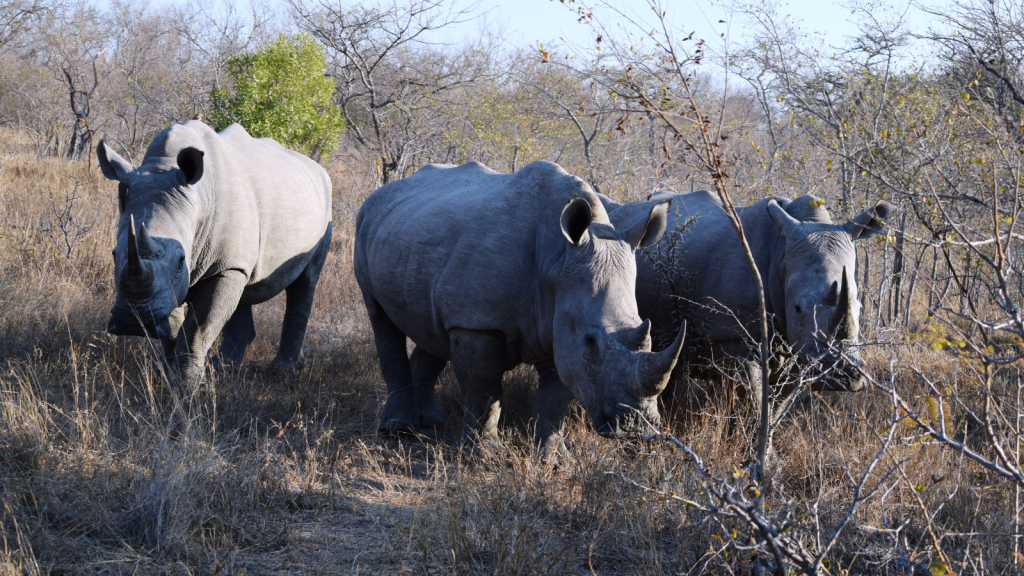 Three rhinos walking through a dry, grassy landscape with sparse trees. The lead rhino is slightly ahead, and the others follow closely behind. The sky is clear, indicating a sunny day.