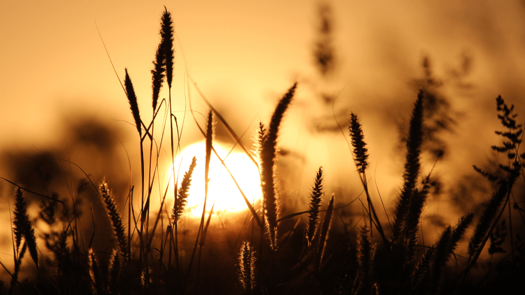 Silhouetted tall grass and wildflowers against a golden sunset, creating a warm and serene atmosphere.