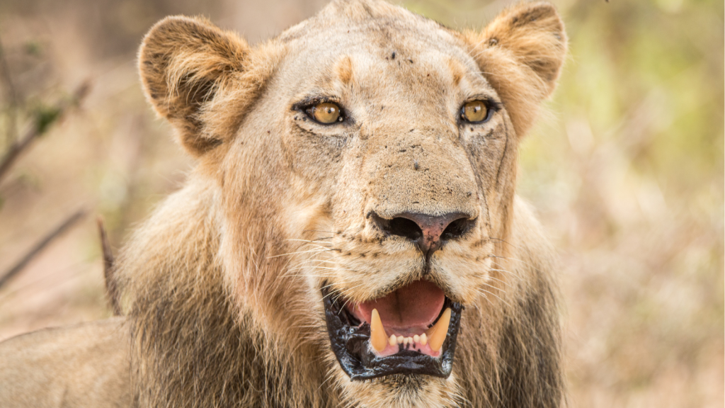 Close-up of a lion with a partially open mouth. The lions eyes are focused, and its mane is slightly ruffled. Soft, blurred background with earthy tones.