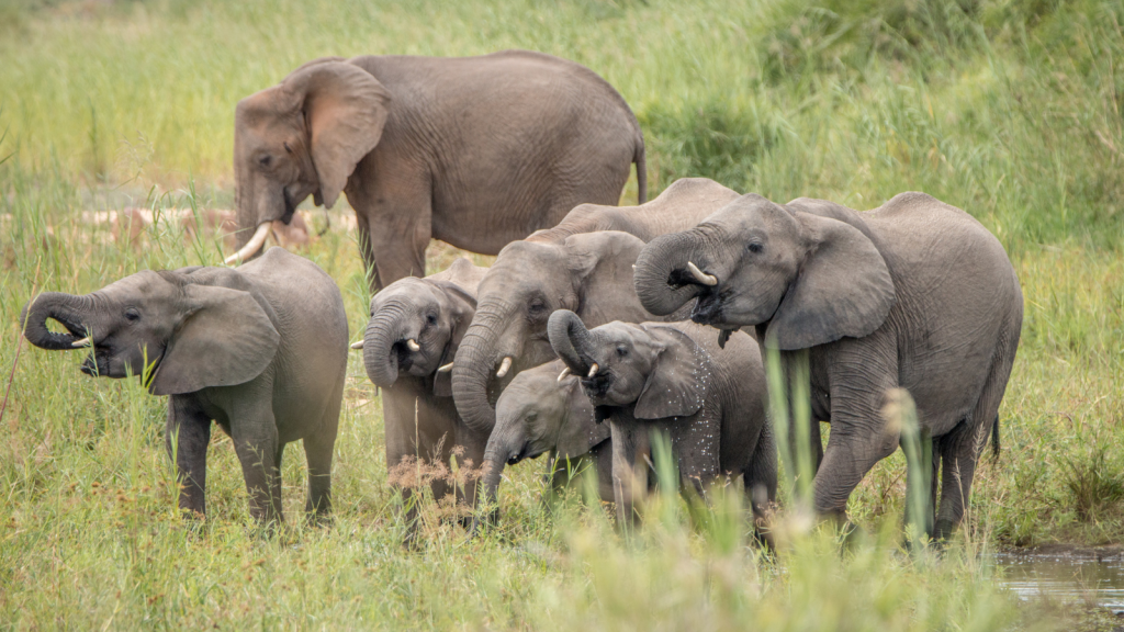 A group of elephants, including adults and juveniles, stand together in a grassy field. One adult is further back, partially turned away, while the others are together in a cluster, some with trunks playfully raised. The setting is lush and green.