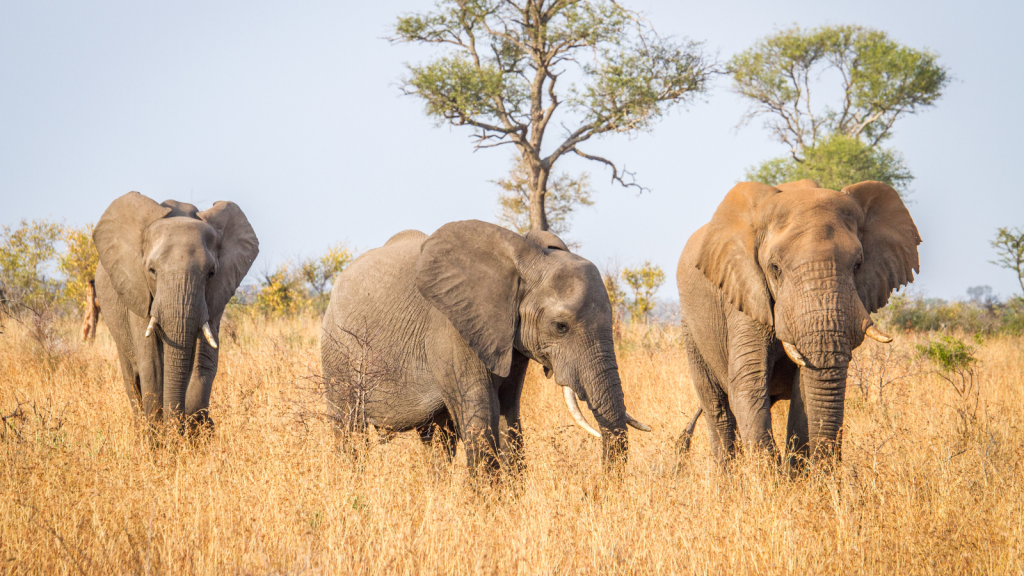 Three elephants walking through a grassy savanna with sparse trees in the background. The sky is clear, and the elephants appear to be moving calmly through the landscape.