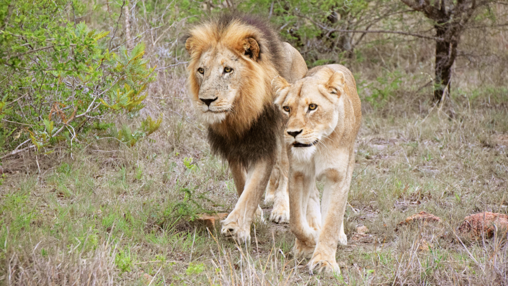 A male and female lion walk together in a grassy area. The male lion has a thick mane, while the female has a lighter coat. Trees and shrubs surround them in the background.