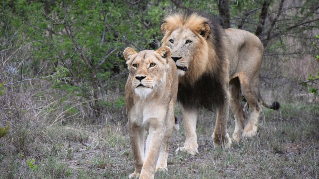 A lion and a lioness walk side by side through a grassy area with trees in the background. The lion, with a full mane, follows closely behind the lioness. The setting appears natural and wild.