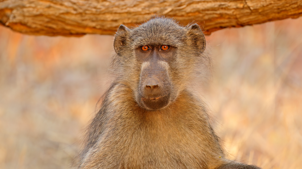 A baboon with brown fur is sitting in natural surroundings. It stares directly at the camera with a curious expression. The background is a blurred mix of earthy tones.