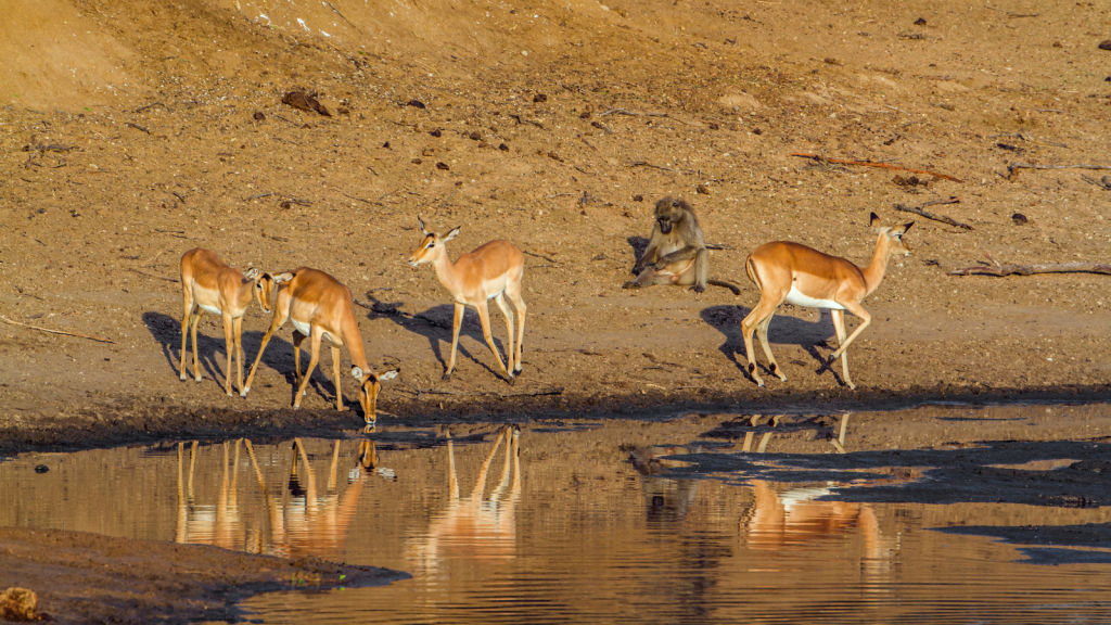 A group of impalas drinks water from a pond while a baboon sits nearby on a dry, sandy bank. The impalas reflections are visible in the water. The landscape is arid and has a natural, earthy tone.