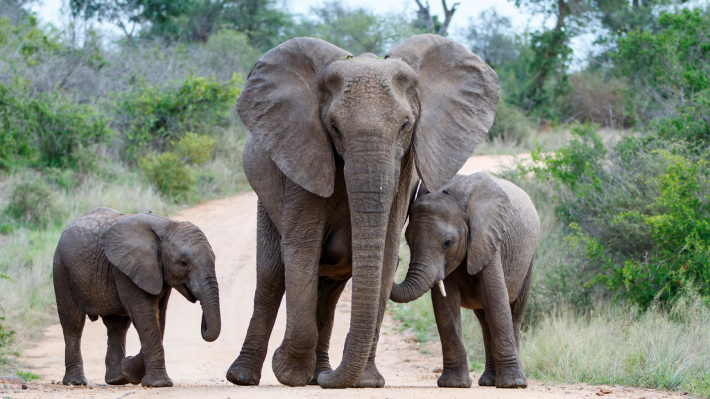 A family of three elephants, like gentle giants, transport to Hazy View along a dirt path surrounded by lush greenery. The adult is nestled between two younger ones, showcasing the enchanting beauty of their natural wildlife setting.