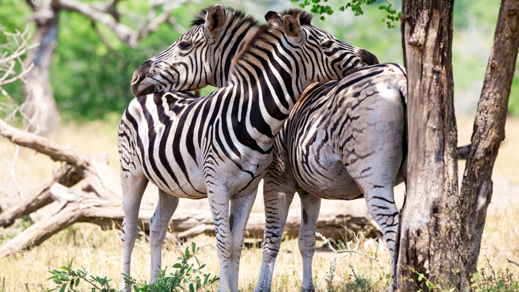 Two zebras stand closely together under the shade of a tree, surrounded by dry grass and scattered trees in the tranquil savanna. One zebra's head rests on the other's back, creating a serene scene reminiscent of a peaceful transport to Hazy View.