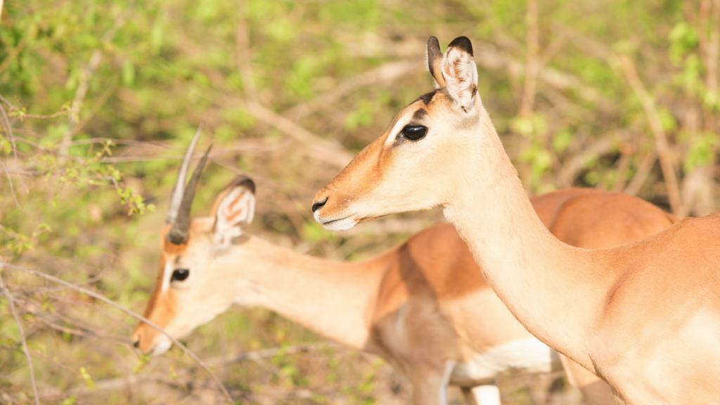 Two antelopes stand in profile, side by side, amid green foliage, as if transport to a hazy view of the wild. The antelope in the foreground boasts tall, straight horns and a smooth tan coat. The image captures them in natural light against a beautifully blurred background.