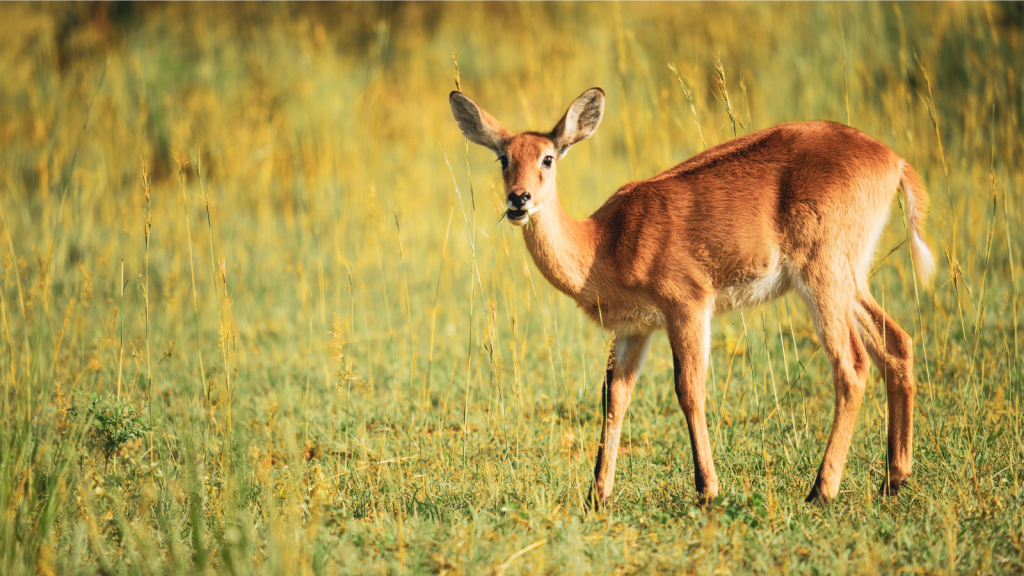 A young deer stands alert in a grassy field with tall, golden grass surrounding it. As if transported to a hazy view, the sunlight highlights its brown coat and large ears, creating a serene, natural scene.