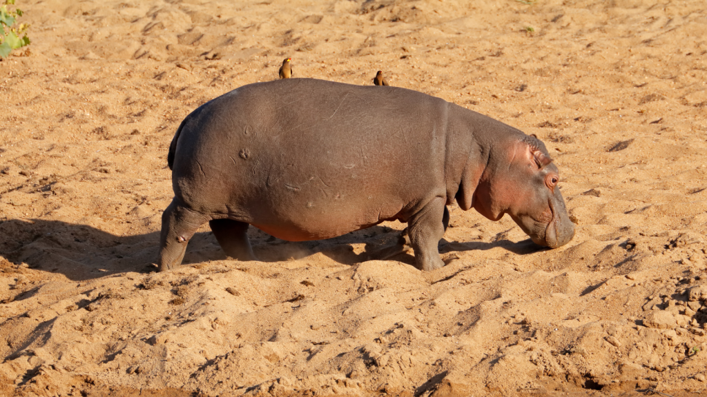 A hippopotamus trudges through the sandy terrain like a majestic transport service, with two small birds perched on its back enjoying a leisurely ride. The dry, hazy view of the background adds to this serene scene.