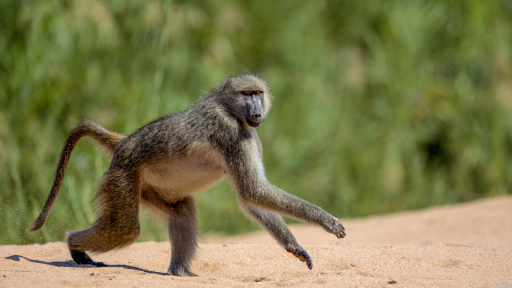 A baboon strides across the sandy ground, embodying a journey akin to transporting to Hazy View, with a serene, blurred green background adding an air of tranquility.