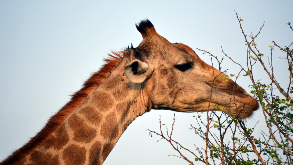 The image shows a close-up of a giraffes head and neck as it browses on a leafy branch against a clear blue sky.