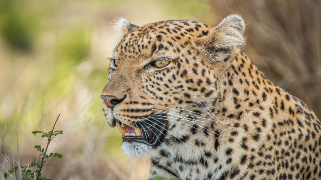 Close-up of a leopard sitting in the grass, showing its spotted fur and focused gaze. The background is blurred, highlighting the leopards features and expression.