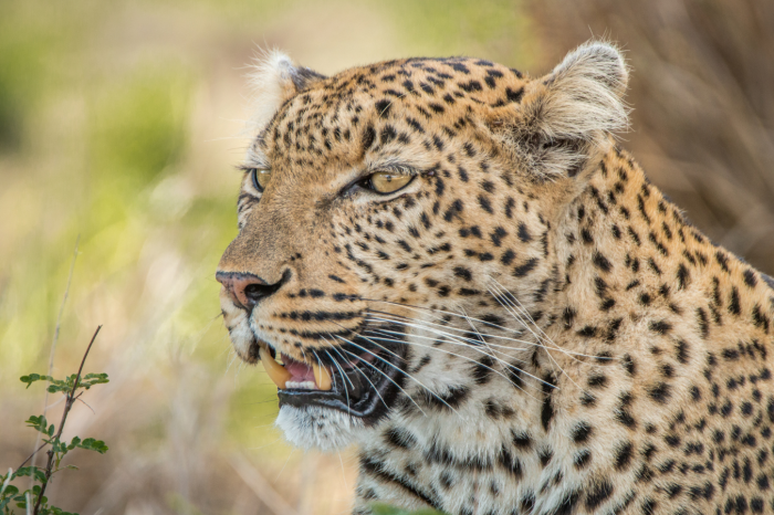 6 Day Kruger Safari with vic falls from Johannesburg