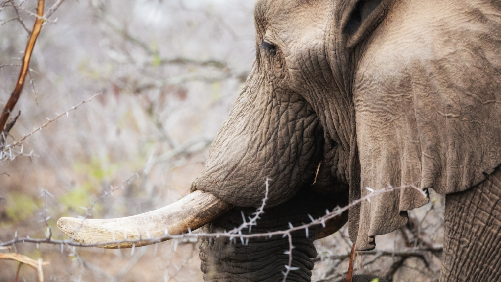 Close-up of an elephants face showing its textured skin and prominent tusks. The background has blurred thorny branches, highlighting the elephants natural habitat.