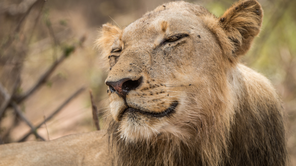 A close-up of a lion with a calm expression, eyes closed, and a relaxed pose. The lions mane is short and the background is out of focus with earthy tones, suggesting a natural habitat.