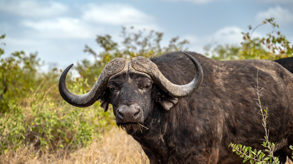 A wild African buffalo stands in dry grassland, facing the camera with large curved horns. Sparse greenery is visible in the background under a partly cloudy sky.