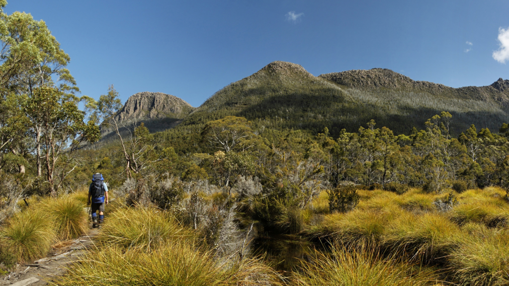 A hiker with a backpack walks along a narrow trail surrounded by tall grasses, leading towards a mountain range under a clear blue sky on a sunny day. Trees are scattered in the landscape.