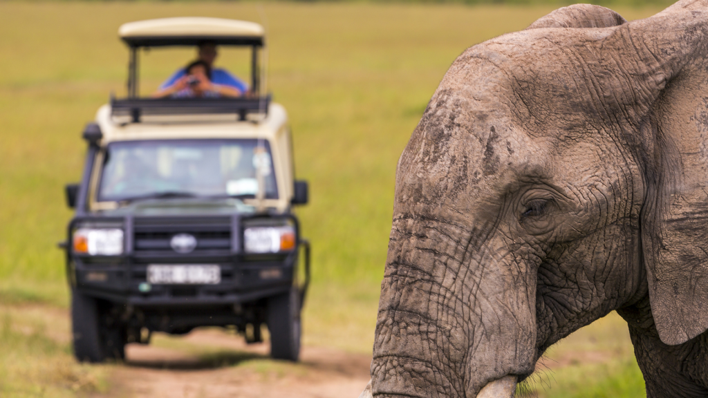 An elephant is walking in the foreground, while a person observes from a safari vehicle in the background, set against a grassy plain.