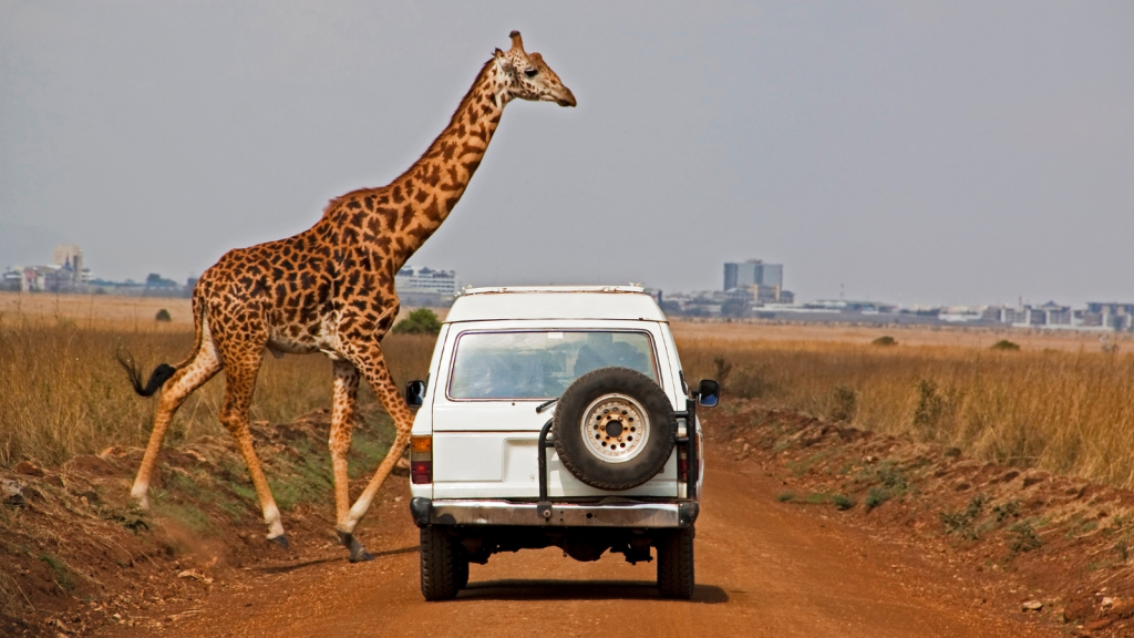 A giraffe walks across a dirt road behind a white SUV with a spare tire on the back. The setting is a savannah with dry grass, and a city with high-rise buildings is visible in the distant background under a clear sky.