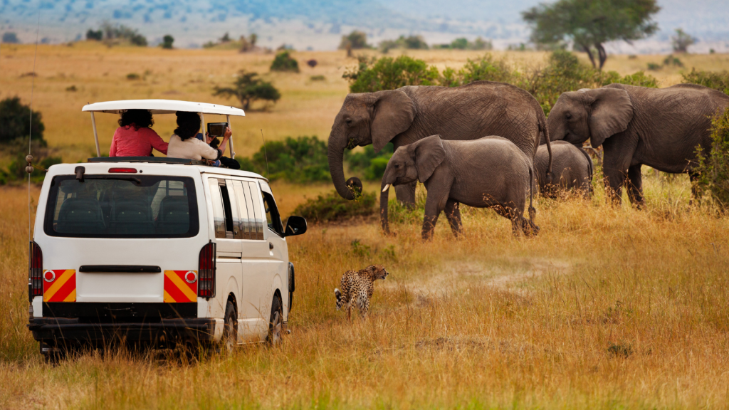 A white safari van carrying people observes a herd of elephants and a cheetah walking in the grassland. The landscape features tall grass, distant trees, and a hazy mountainous background under a clear sky.