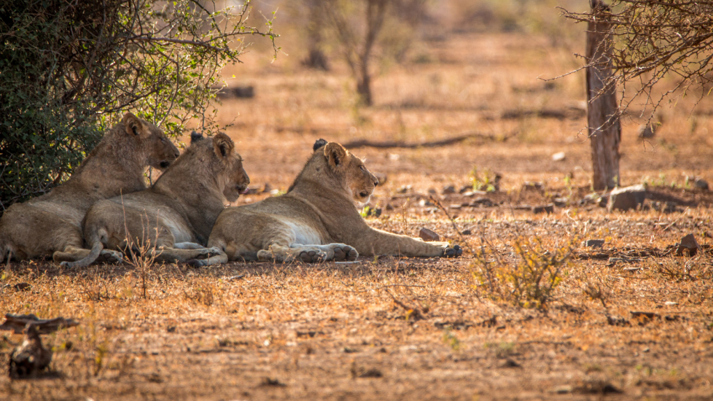 Three lions rest on the dry, grassy ground in a savanna. The two lions on the left are close together under partial shade, while the third lion lies slightly away from them. Sparse trees and bushes are visible in the background.