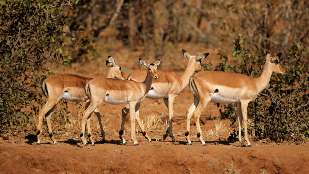 A group of five impalas standing on a dry, earthy ground against a backdrop of sparse bushes and trees. They appear alert, with their ears perked up, under a clear, sunny sky.