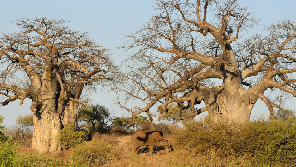 An elephant walking amidst tall baobab trees in a savannah landscape under a clear blue sky. The scene is bathed in warm sunlight, highlighting the texture of the tree trunks and the earthy hues of the brush.