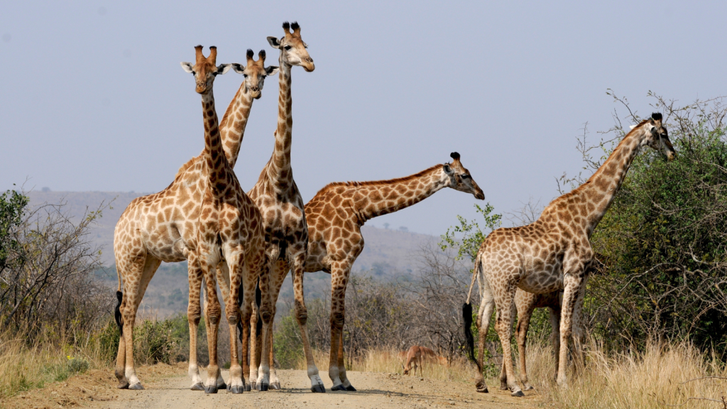 A group of five giraffes stands on a dirt road in a savannah landscape. The giraffes are surrounded by dry grasses and sparse trees under a clear blue sky. In the background, low hills are visible.