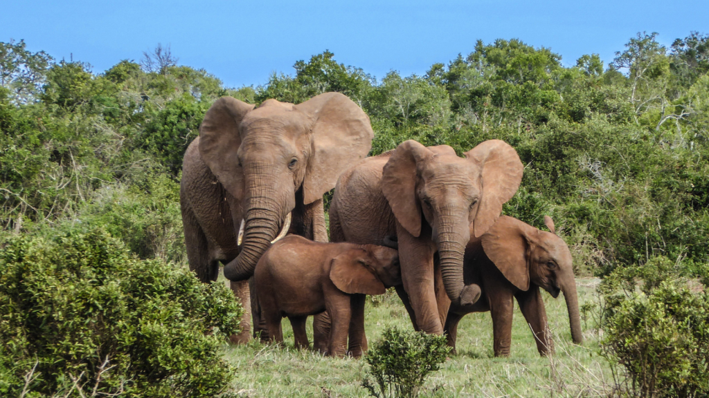 A group of elephants, including two adults and two calves, stand together in a grassy area surrounded by dense green shrubs and trees under a clear blue sky.