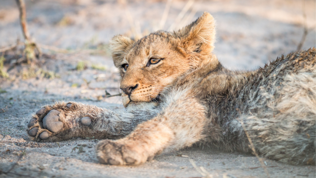 A lion cub rests on the ground, gazing into the distance. Its fur is a mix of sandy and tawny hues, blending with the surrounding dry landscape. One paw is visible, and the cub appears relaxed and contemplative.