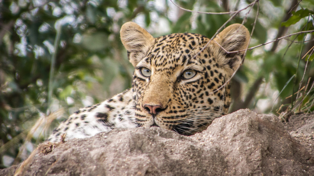 A leopard lying on a rock.