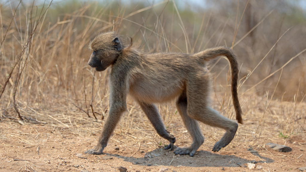 A baboon walks on dry, grassy terrain, with its head turned slightly to the side. The background is composed of brown grass and sparse vegetation, suggesting a dry climate.