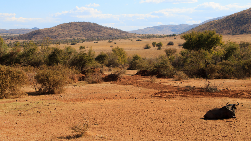 A wildebeest rests on dry, reddish soil in a sparse savannah landscape. Scattered bushes and trees dot the terrain, with rolling hills and distant mountains under a partly cloudy sky in the background.