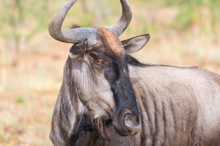 Pilanesberg National Park