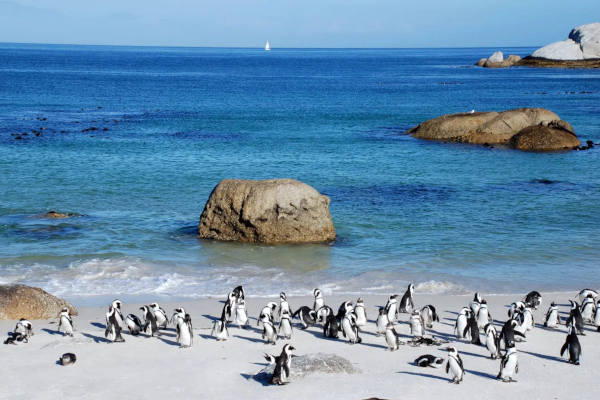 A large group of penguins gather on a sandy beach with clear blue sea and large rocks in the background. A small sailboat is visible on the horizon under a blue sky.