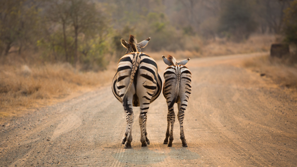 Two zebras, an adult and a juvenile, walk side by side on a dirt path in a dry, savanna landscape. Their black and white stripes stand out against the brown surroundings.