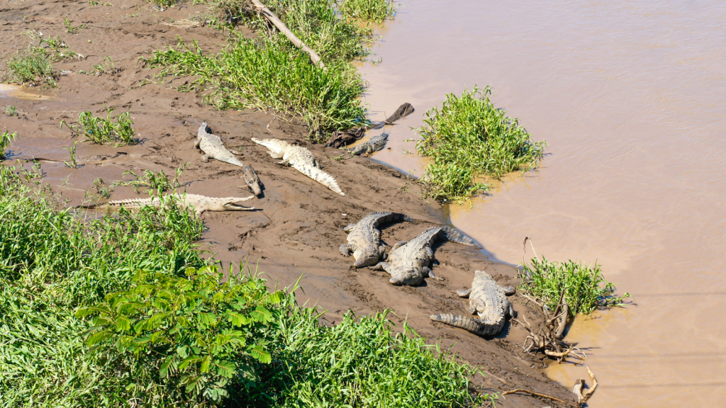 Several crocodiles lie on the muddy bank of a river, surrounded by patches of green vegetation. The river water is brown and runs alongside the shore where the crocodiles are basking in the sun.