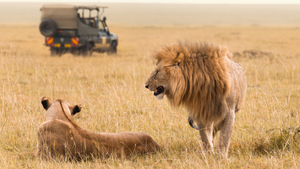 A male lion stands while a lioness lies in tall grass. In the background, a jeep is parked on the open savanna, showcasing a safari scene.