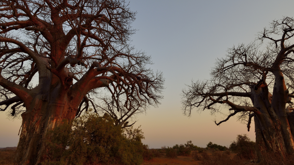 A serene sunset landscape featuring two large baobab trees with bare branches against a soft, pastel sky. The ground is dry with sparse vegetation, creating a tranquil, natural scene.