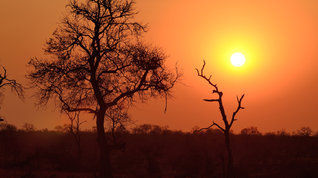 A silhouette of trees against a vibrant orange sunset, with a large sun setting on the horizon. The scene conveys a serene, warm atmosphere.