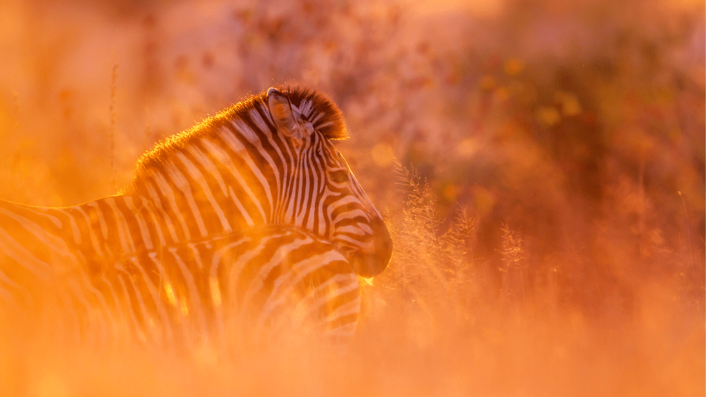 A zebra standing in a field bathed in warm, orange sunlight. The stripes of the zebra are vividly highlighted against the glowing backdrop of tall grass.