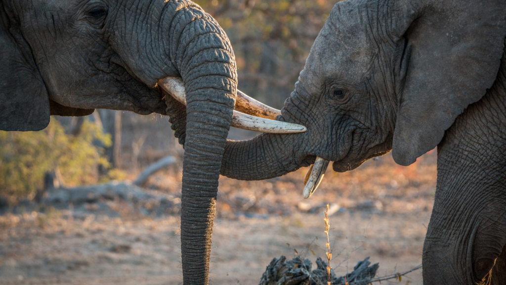 Two elephants interacting in a dusty, dry landscape. Their trunks and tusks are intertwined, suggesting a playful or gentle encounter. Background features sparse trees and dry grass, hinting at a savanna setting.