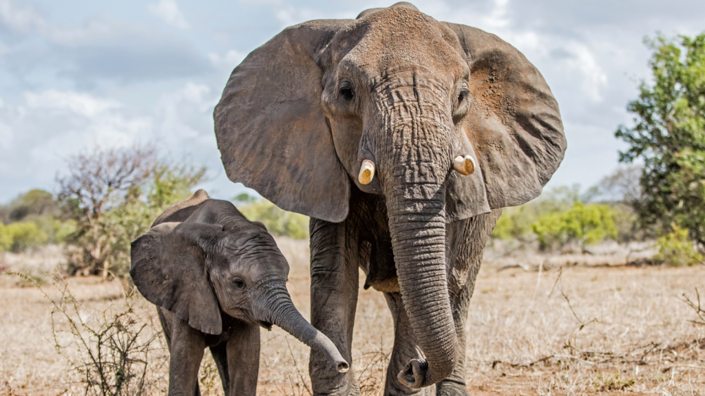 A large adult elephant and a small baby elephant walk side by side on a dry, grassy landscape with sparse trees in the background. The sky is partly cloudy.