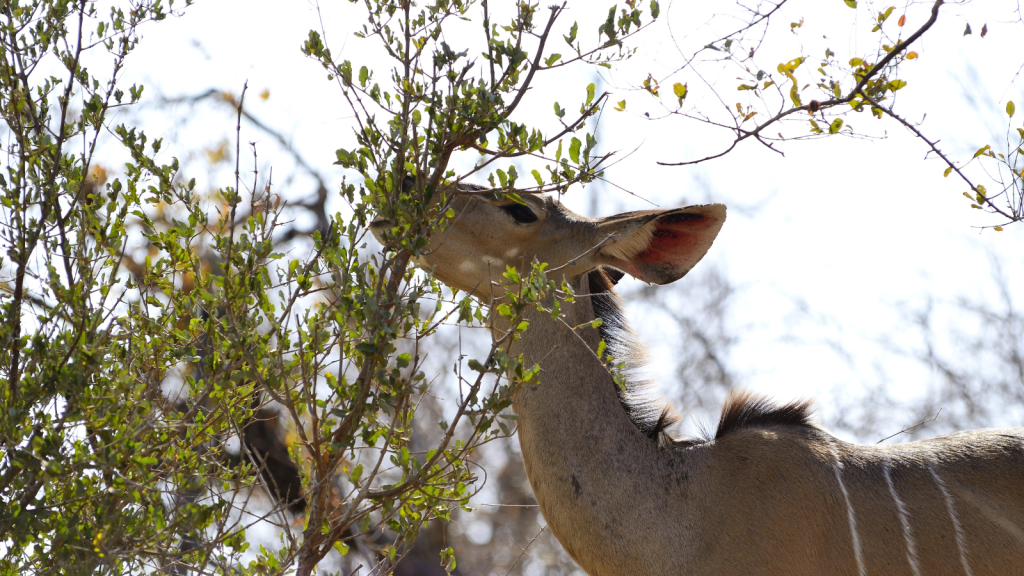 A kudu with large ears is browsing on leaves from a bush. Its head is raised as it reaches for foliage, surrounded by sparse branches and a bright, sunny sky in the background.