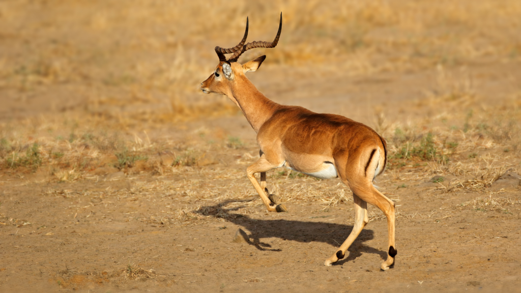 An impala with long, curved horns running across a dry, sandy landscape, casting a shadow on the ground. The background is a warm, golden color.