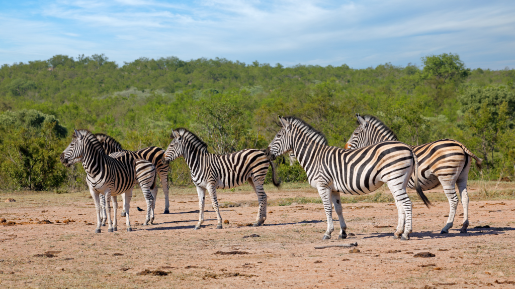 A group of zebras stand together on a dry, grassy plain. Their black and white stripes contrast against the green foliage in the background under a blue sky with wispy clouds.